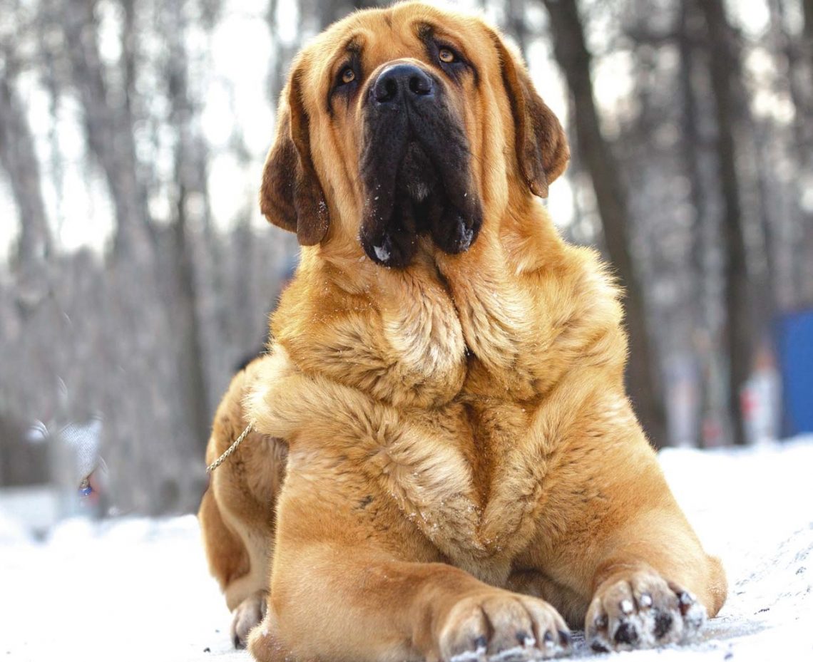 Spanish Mastiff: Photo #6