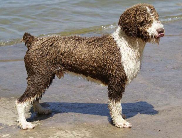 Spanish Water Dog: Photo #18