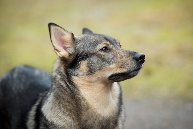 Swedish Vallhund: Photo #4