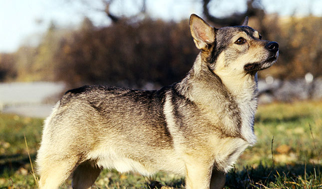 Swedish Vallhund - Temperament, Lifespan, Shedding, Puppy