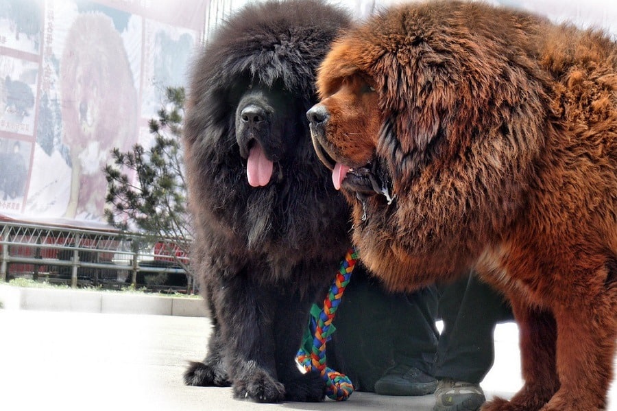 Tibetan Mastiff: Photo #10
