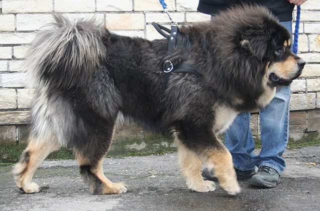 Tibetan Mastiff: Photo #11