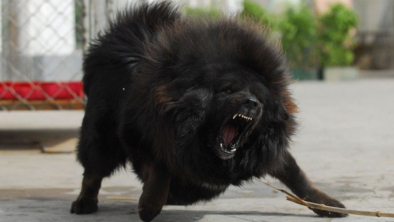 Tibetan Mastiff: Photo #3