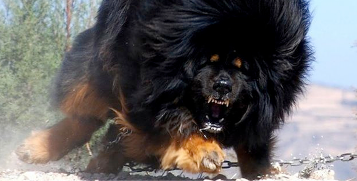 Tibetan Mastiff: Photo #4