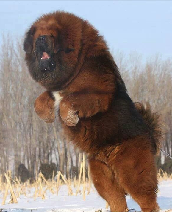 Tibetan Mastiff: Photo #5