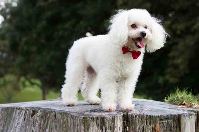 Toy Poodle: Photo #10