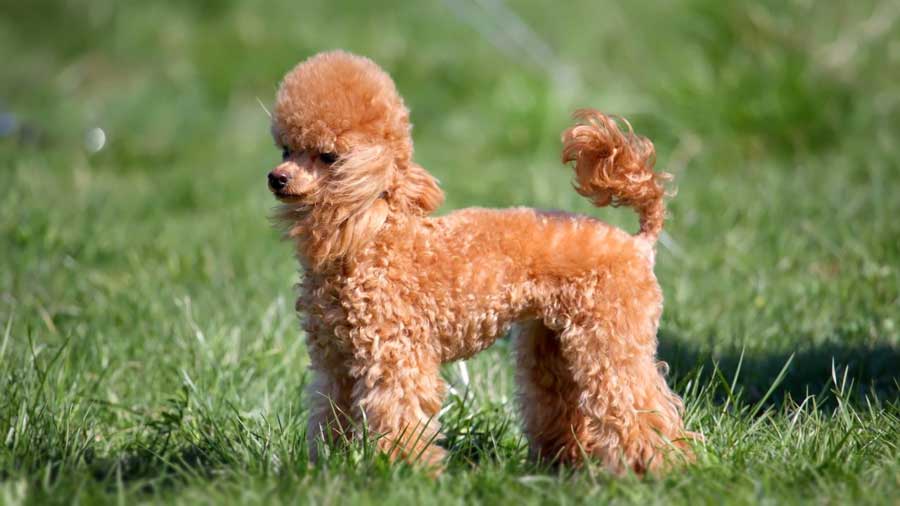Toy Poodle: Photo #11
