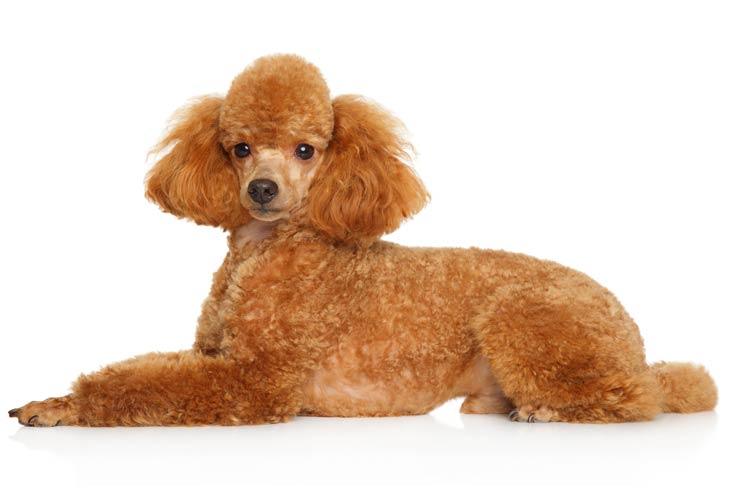 Toy Poodle: Photo #1