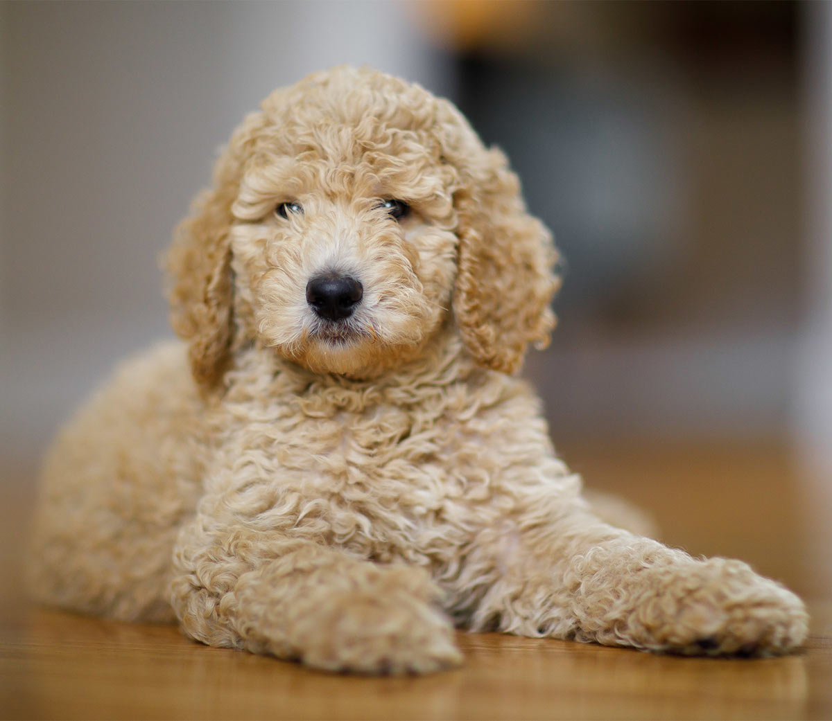 Toy Poodle: Photo #2
