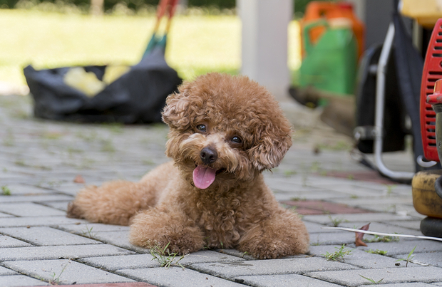 Toy Poodle: Photo #3