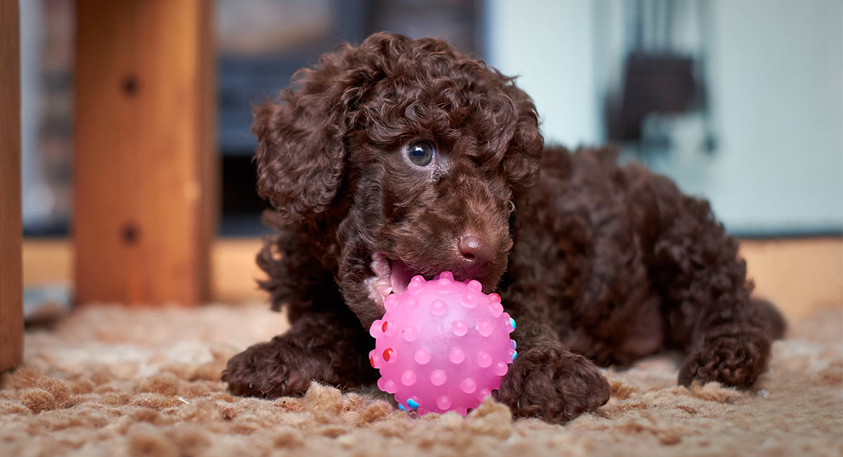 Toy Poodle: Photo #4