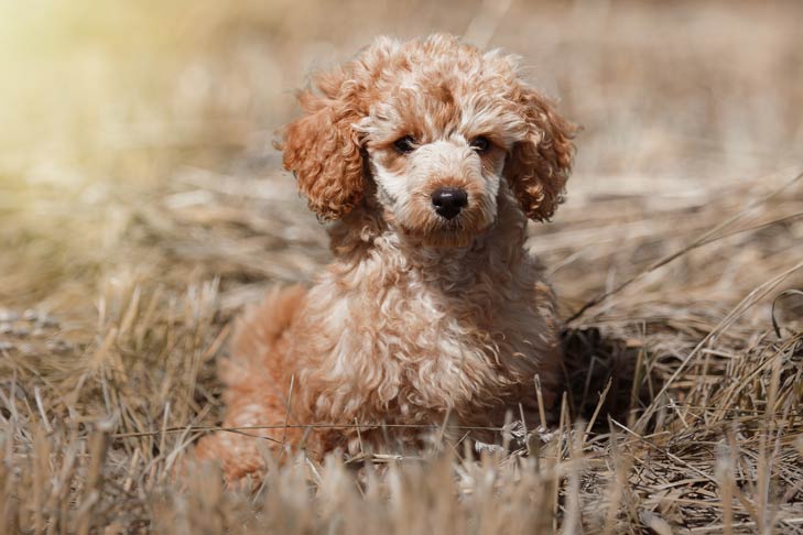 Toy Poodle: Photo #5