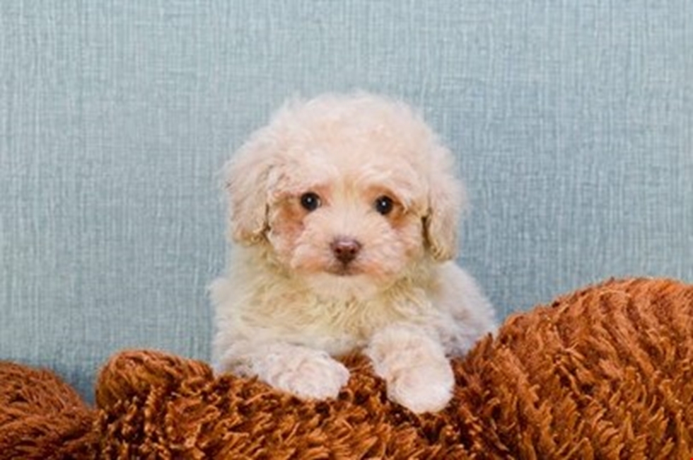 Toy Poodle: Photo #6