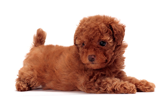 Toy Poodle: Photo #7