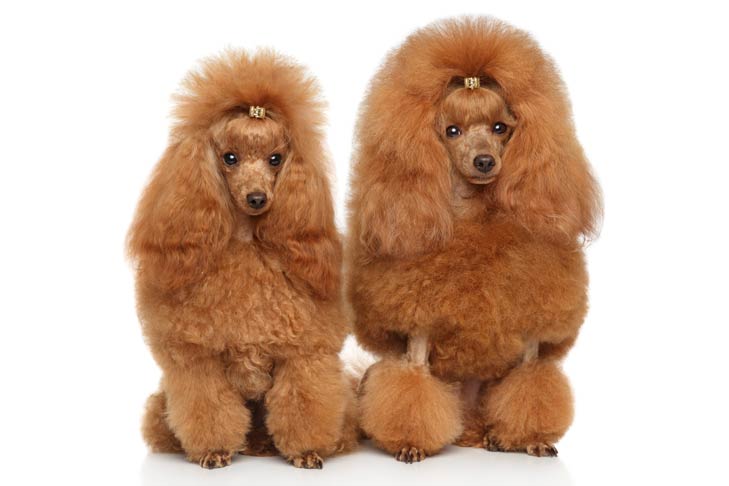 Toy Poodle: Photo #8