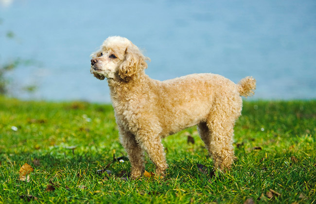Toy Poodle: Photo #9