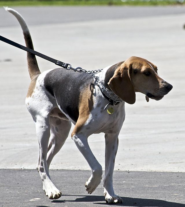 Treeing Walker Coonhound: Photo #8