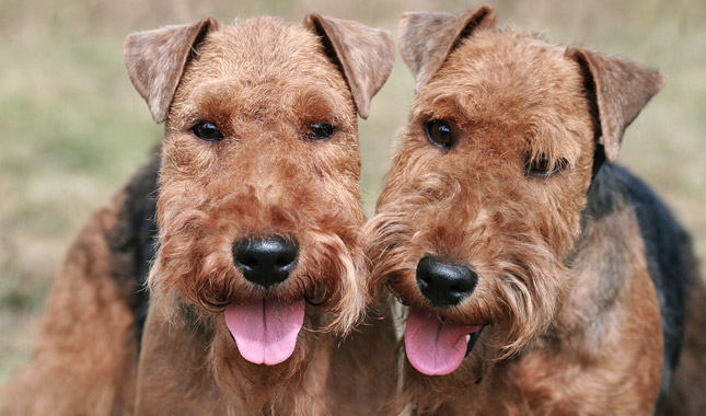 Welsh Terrier: Photo #10