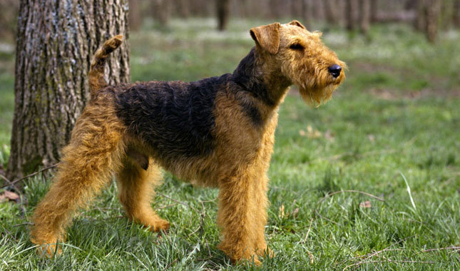 Welsh Terrier: Photo #4