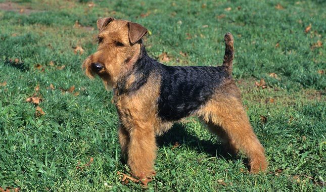 Welsh Terrier: Photo #5
