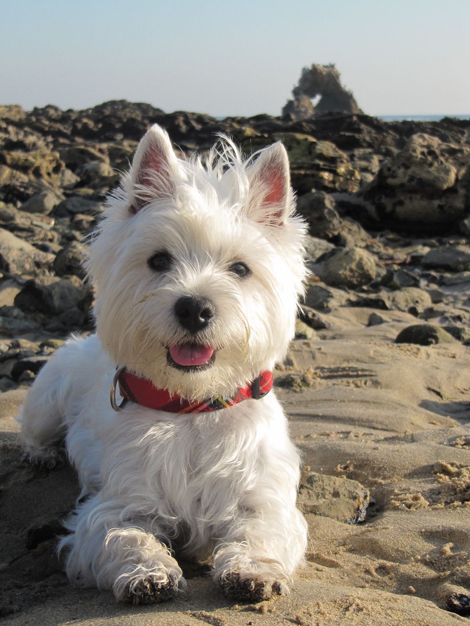 West Highland White Terrier Photo 10 