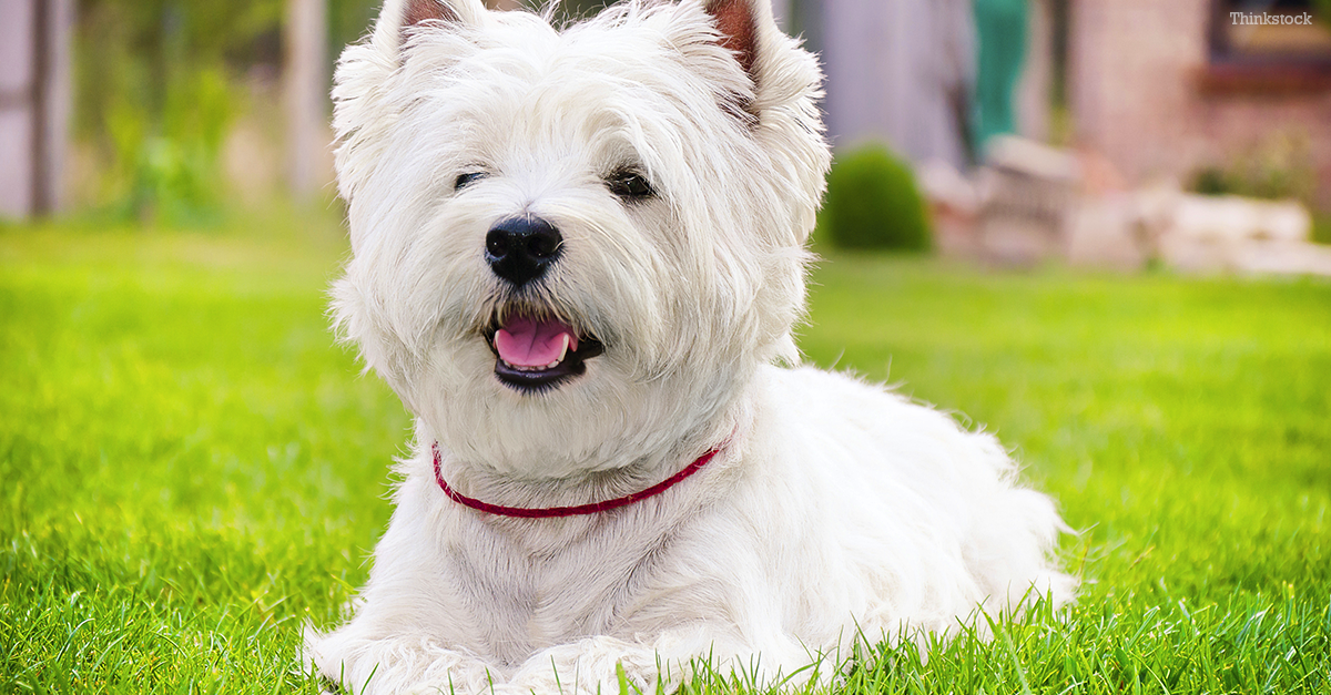 west highland terrier tempermant