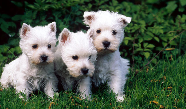 west highland terrier tempermant