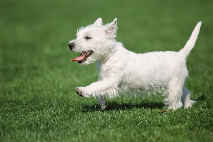 west highland terrier tempermant