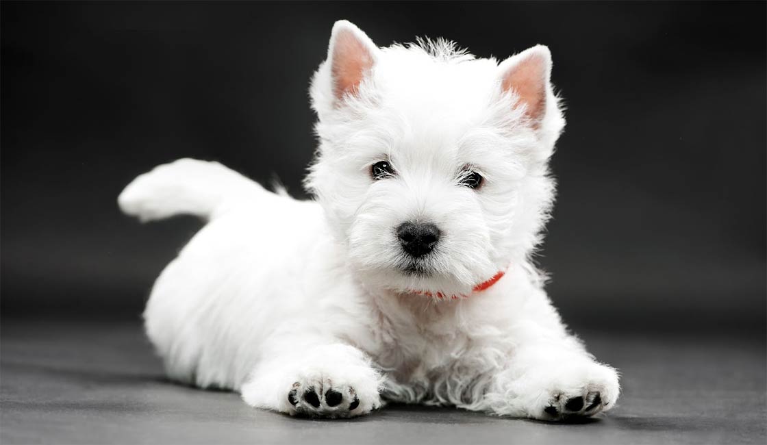 West Highland White Terrier - Temperament, Lifespan, Shedding, Puppy