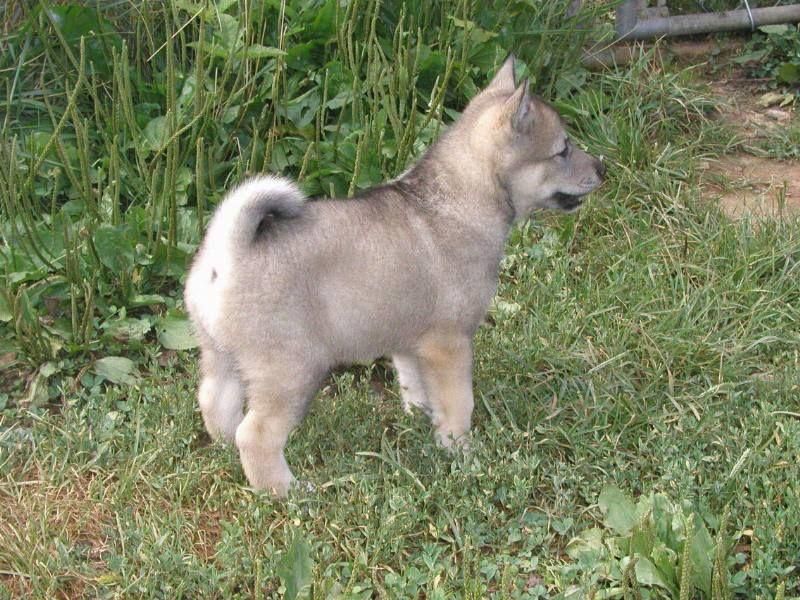 siberian laika