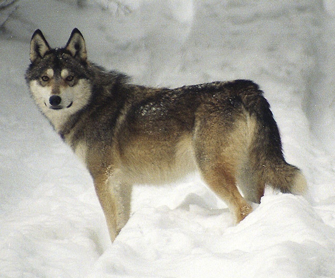 laika dog breed