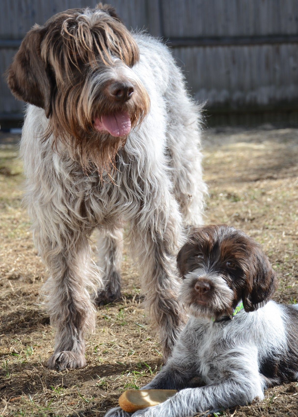 Wirehaired Pointing Griffon - Information, Photos, Characteristics, Names