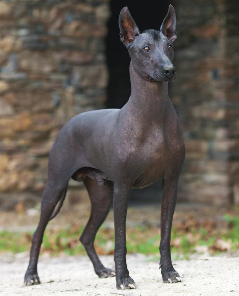 Xoloitzcuintli Photo 8 